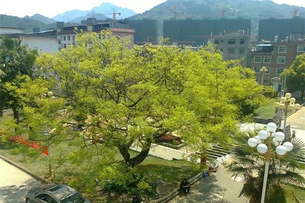 返母校实践队8月4日简报 (4)